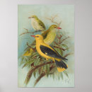 Search for oriole art Animals