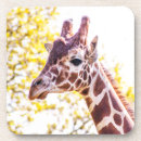 Search for endangered barware Giraffe