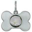 Search for convolvulus Floral