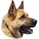 Search for german shepherd photo display Canine