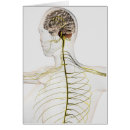 Search for human representation Brain stem