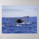 Search for newfoundland posters Ocean