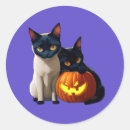 Search for siamese cat stickers Pumpkin