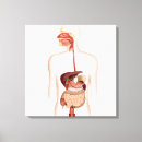 Search for human digestive system posters Descending colon