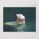 Search for north pole postcards Polar bear