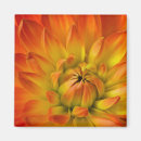 Search for pedalling magnets Flower