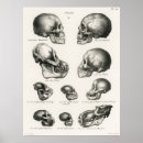 Search for human skull Black and white