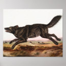 Search for lupus posters Mammal