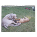 Search for mastiff calendars Cute