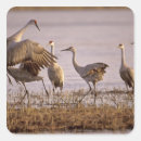 Search for sandhill crane stickers Animal