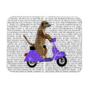 Search for meerkat magnets Contemporary