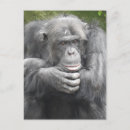 Search for chimpanzee postcards Wildlife