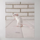 Search for gerbils posters Animals