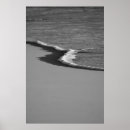 Search for foamy posters Photography