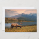 Search for red deer cards Mountains