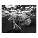 Search for black and white fish art Animal