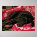 Search for sleepy posters Puppy