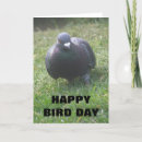 Search for funny pigeon cards Pigeons