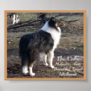 Search for rough collie art Tricolor