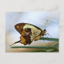 Search for bug pictures postcards Wings