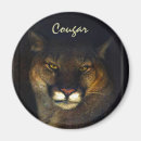 Search for cougar magnets Wildlife