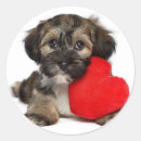Search for havanese lover stickers Cute