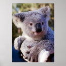 Search for koala bear posters Wild animal