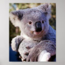 Search for koala bear posters Wild animal