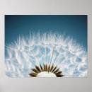 Search for dandelion posters Weed