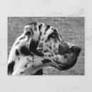 Search for working dog postcards Dogs