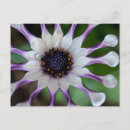 Search for form horizontal postcards Flower