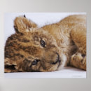 Search for animals in captivity posters Horizontal