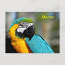 Search for macaws postcards Nature