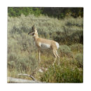 Search for antelope tiles Wildlife