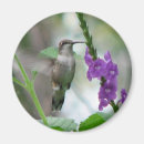 Search for ruby throated magnets Nature