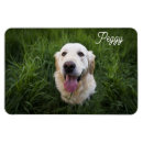 Search for easy magnets Dog