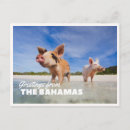 Search for cays postcards Pigs