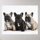 Search for pedigree posters Nature