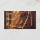 Search for halter Equine