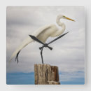 Search for wild one clocks Bird