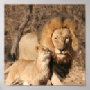 Search for big cat predators posters Lion