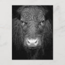 Search for cow postcards Close up