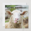 Search for white sheeps cards Funny sheep