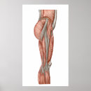 Search for ligaments posters White background