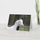 Search for headshot cards Warmblood