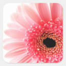 Search for pink gerbera daisy stickers Nature