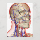 Search for human vertical postcards Part