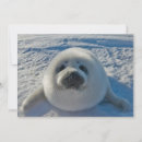 Search for seal cards Animal