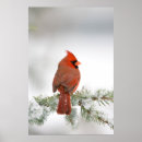 Search for cardinalis posters Avian