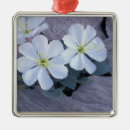 Search for evening christmas tree decorations Nature